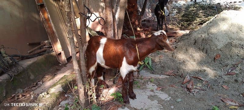 Dasi bakra 1