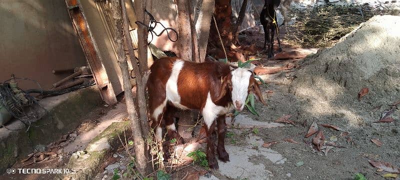 Dasi bakra 2