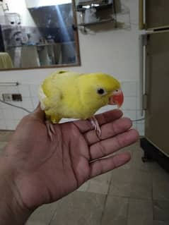 yellow ringneck