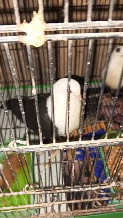 Karbalai pair for sale 0