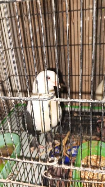 Karbalai pair for sale 2