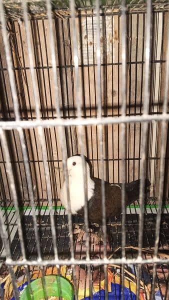 Karbalai pair for sale 3