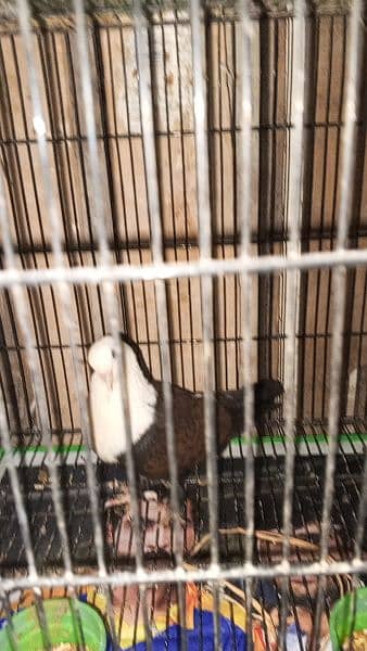 Karbalai pair for sale 4