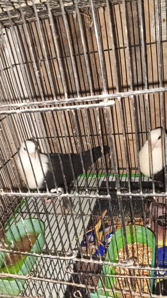 Karbalai pair for sale 5