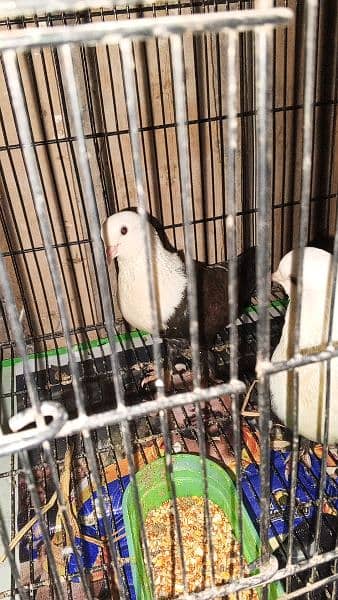 Karbalai pair for sale 6