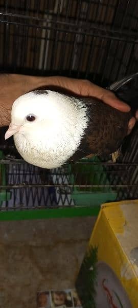 Karbalai pair for sale 8