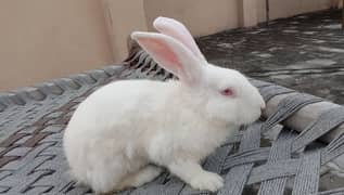 sign rabbit for sale 03224186572