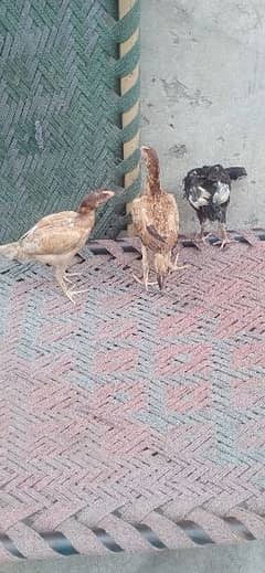 aseel Mianwali chicks