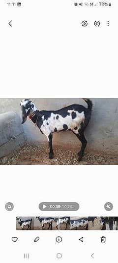 Beautiful Goats available