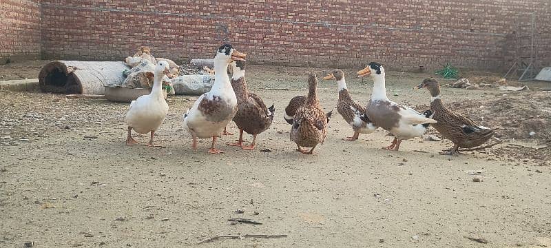 Ducks 1