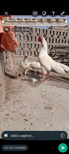 heera aseel chicks