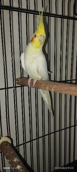 Cockatiel Male 6 months very healthy 0