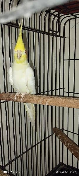 Cockatiel Male 6 months very healthy 1