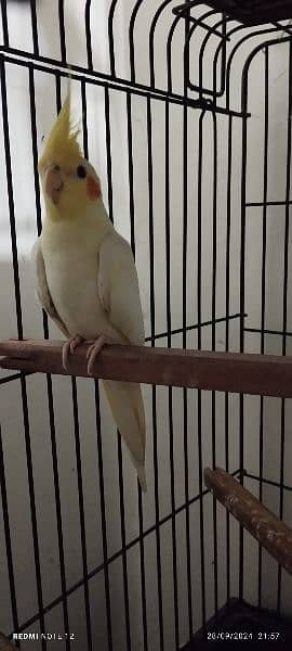 Cockatiel Male 6 months very healthy 2