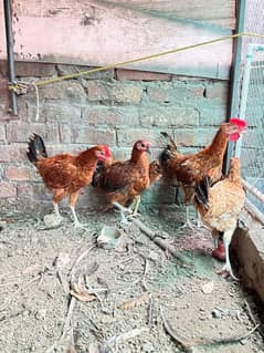 desi hens pathy