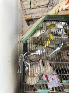 Parrots for sale with cage 0