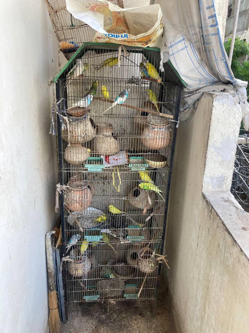 Parrots for sale with cage 1