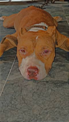 pitbull male for sale and stud