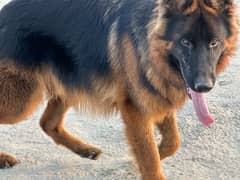 German shepherd triple  coat