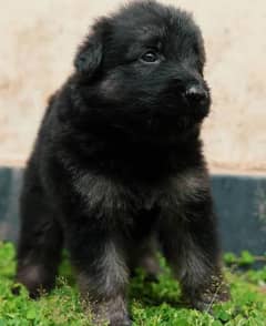 Pure German shepherd puppy