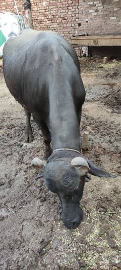 One buffalo for sale