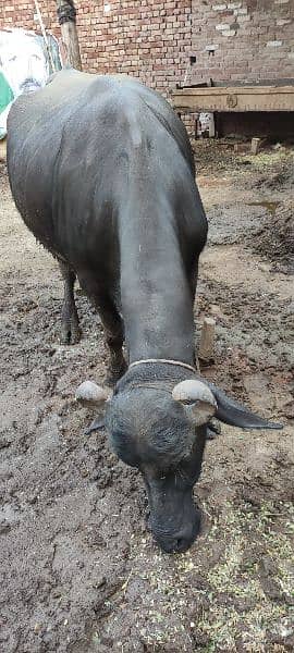 One buffalo for sale 0