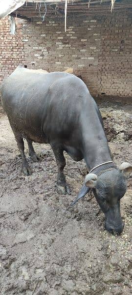 One buffalo for sale 3