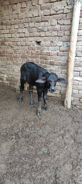 One buffalo for sale 5