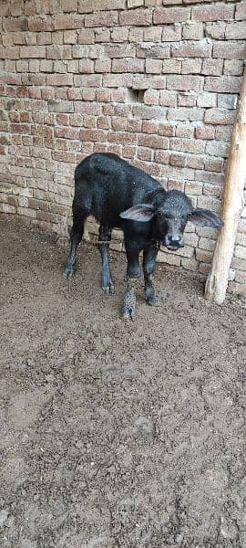 One buffalo for sale 6