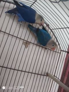 love birds breeder pair and cage and breeder box and Australian pair