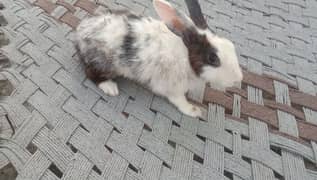 pour daci rabbit for sale 03224186572