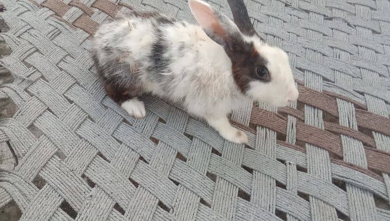 pour daci rabbit for sale 03224186572 0