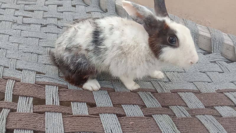 pour daci rabbit for sale 03224186572 2