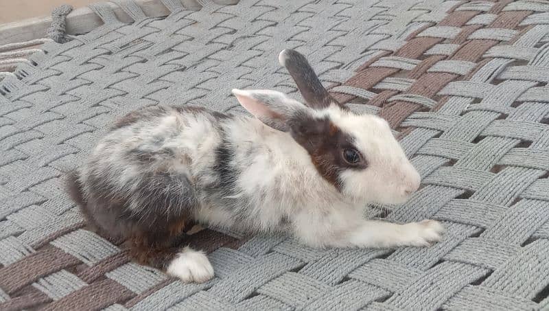 pour daci rabbit for sale 03224186572 4