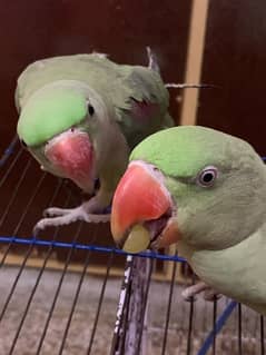 Raw neck Parrots pair for sale