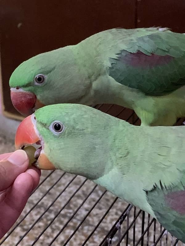 Raw neck Parrots pair for sale 1