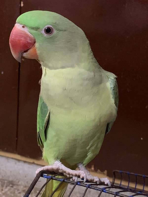 Raw neck Parrots pair for sale 2