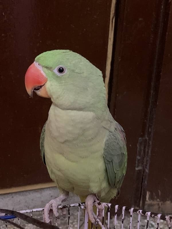 Raw neck Parrots pair for sale 3