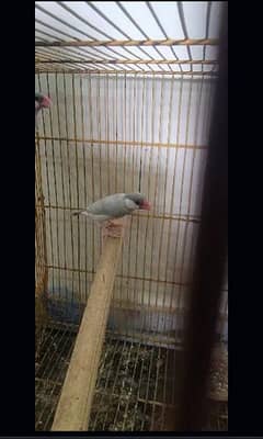 silver java finch female breeder with chick