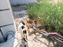 urgent sale 2dant bakri fainal no bargaining