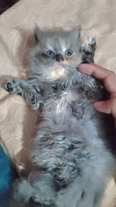 Persian Kittens for sale