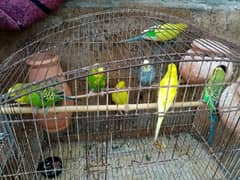 Australian parrots for sale