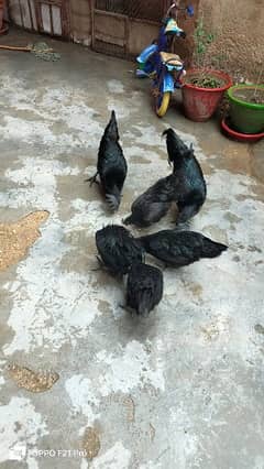 ayam cimani  3 trio for sale age 6 to 7 month . eggs also available .