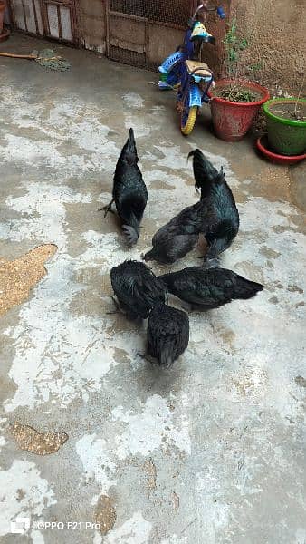 ayam cimani  1 trio for sale age 6 to 7 month . eggs also available . 0