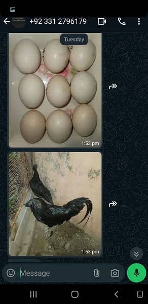 ayam cimani  1 trio for sale age 6 to 7 month . eggs also available . 1