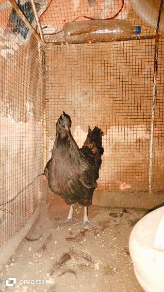 ayam cimani  1 trio for sale age 6 to 7 month . eggs also available . 5