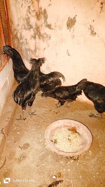 ayam cimani  1 trio for sale age 6 to 7 month . eggs also available . 7