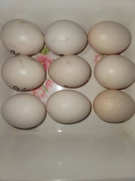 ayam cimani  1 trio for sale age 6 to 7 month . eggs also available . 8