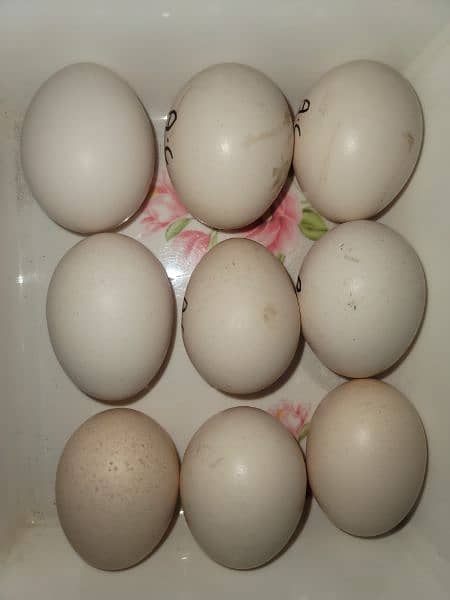 ayam cimani  1 trio for sale age 6 to 7 month . eggs also available . 9