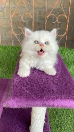 persian kittens available